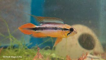 Americké cichlidy - 8