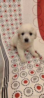 Predám šteniatka slovenského Čuvača - 8