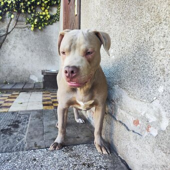 Americký pitbulterier pitbul pitbull silver lilac rare Topp - 8