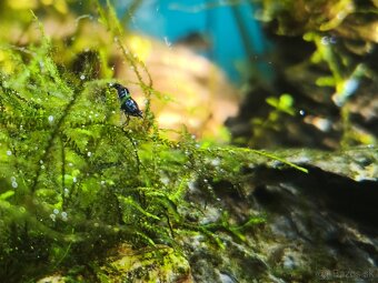 Krevetky neocaridina - 8