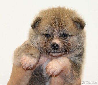 Akita inu šteniatka s rodokmeňom - 8