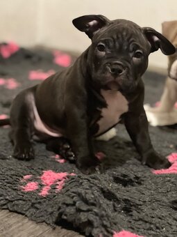 🐾 American Bully Pocket – štěňata na prodej 🐾 - 8