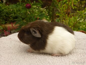 Morčiatka s rodokmeňom - 8