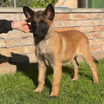 Belgický ovčiak- Malinois s PP - 8