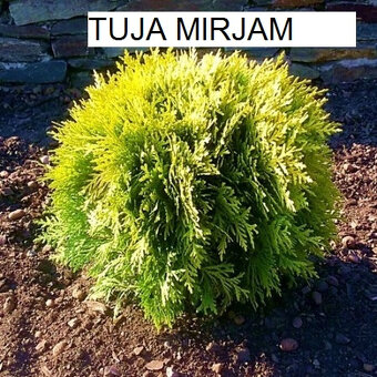 Predám ihličnany, trvalky za super ceny - 8