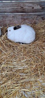 Predám malý chov mäsových králikov. - 8