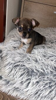 ČIVAVA ŠTENIATKÁ🐾 - 8