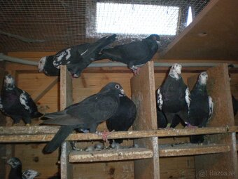 Predám poštové holuby - 8