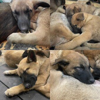 Belgický ovčiak - šteniatka - 8