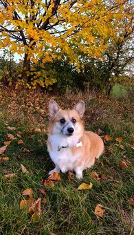 Welsh Corgi Pembroke - 8