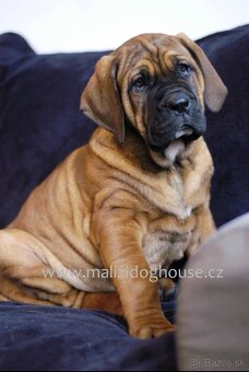 Tosa inu štěnata - přijímáme rezervace - 8