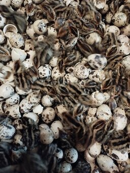 Prepeličie vajíčka - 8