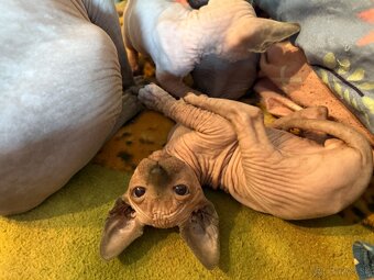 Sphynx mačiatka - 8