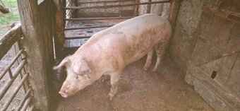 Predám prasatá - 8