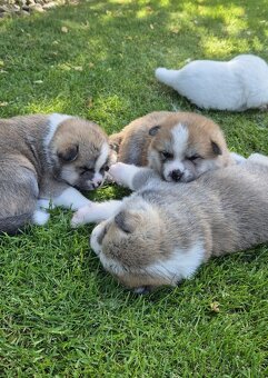 Akita Inu - šteniatka s rodokmeňom - 8