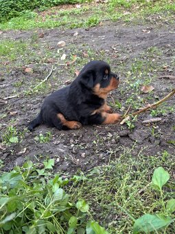 Rottweiler, rotvajler, rtw - 8