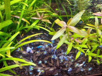 Japan Blue White Mosaic guppy - 8