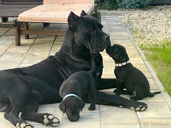 Cane corso - 8