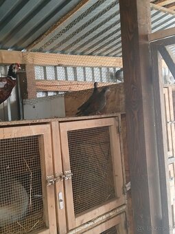 Hrdlička temná - 8