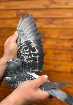 Poštové holuby - 8