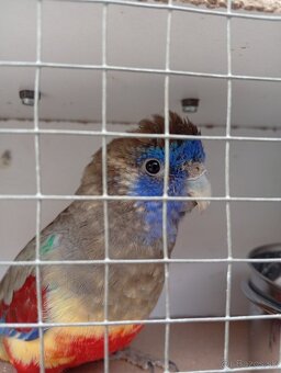 Papagáj červenobruchý - 8