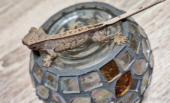 Pagekon riasnaty - 8