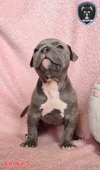 Štěňata American Bully XL s PP ABKC - 8