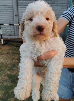Lagotto Romagnolo steniatko - 8