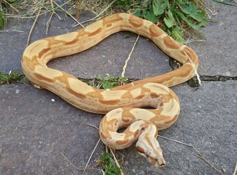 Boa imperator - Paraglow Motley Jungle, Sunglow Motley - 8