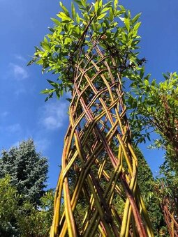 AKTUÁLNE❗PLETENÁ VŔBA, AMERICKÁ vŕba Salix ❗180CM ❗CELÉ SK❗ - 8
