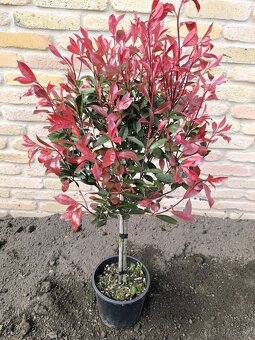🌿 „Vavrínovce a červienky – farebný raj pre vašu záhradu“ - 8