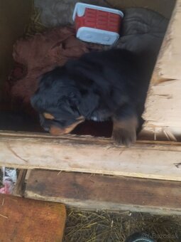 Lotwajler -bersky salašnícky ovčiak - 8