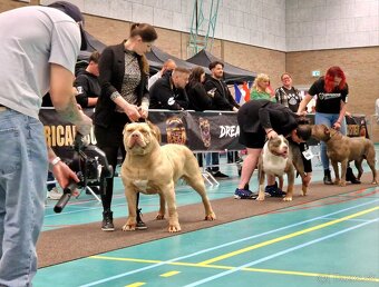 American bully xl xxl - 8