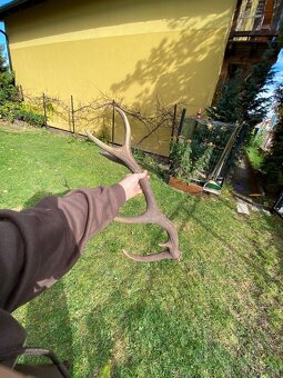 Jelenie zhody / parohy 74cm - 8