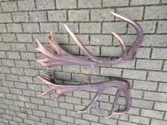 Trofej trofeje paroh parohy parozie zhody - 8