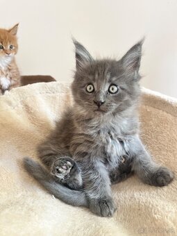 maine coon/ mainska myvalia s PP - 8