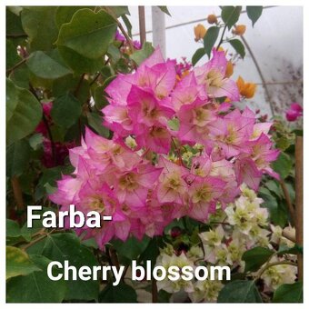 Bougainvillea,( bougainvillea, bugenvilea, bugenvila ) - 8