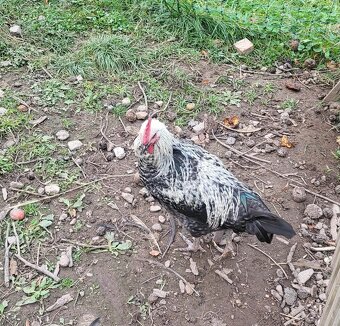 Kohúty na predaj - 8