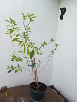 Rozne rastlinky - 8