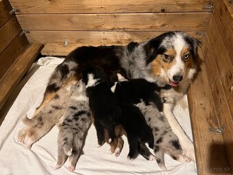 Austrálsky ovčiak s PP - 8