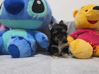 York, biewer,yorksirsky terier - 8