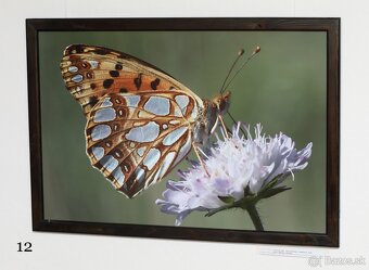Fotografie motýľov, zarámované, 96 x66 (101 x 70) cm - 8