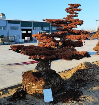 Suchý bonsai pre biophilic design - unikátny doplnok - 8