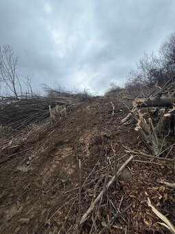 Ponúkam strihanie náletovych drevín - 8