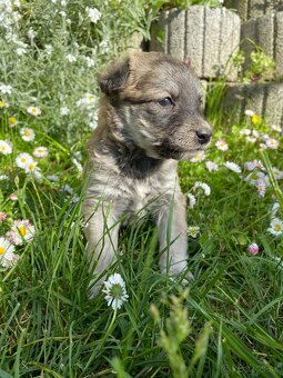 Darujem miešance Labradoru - 8
