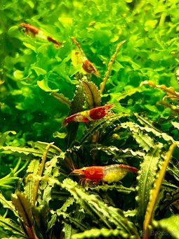 krevetky (Neocaridina) - 8