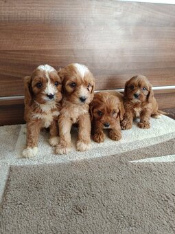 Cavapoo Chalepc/devica - 8