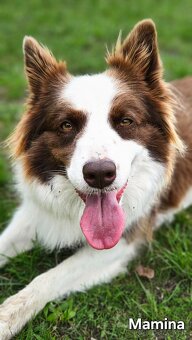 Border kolia - šteniatka na predaj - 8