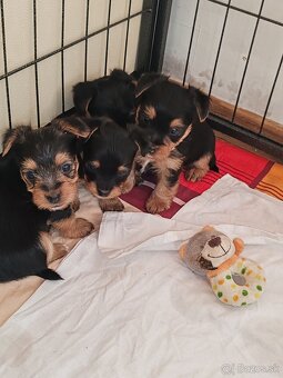 Yorkshire terier - 8