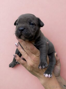 American Bully XL - Exkluzivní spojení šampionů - 8